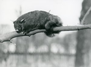 A Flying Phalanger looks down from a branch at London Zoo, c.1923 by Frederick William Bond